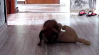 Маленький половой гигант!