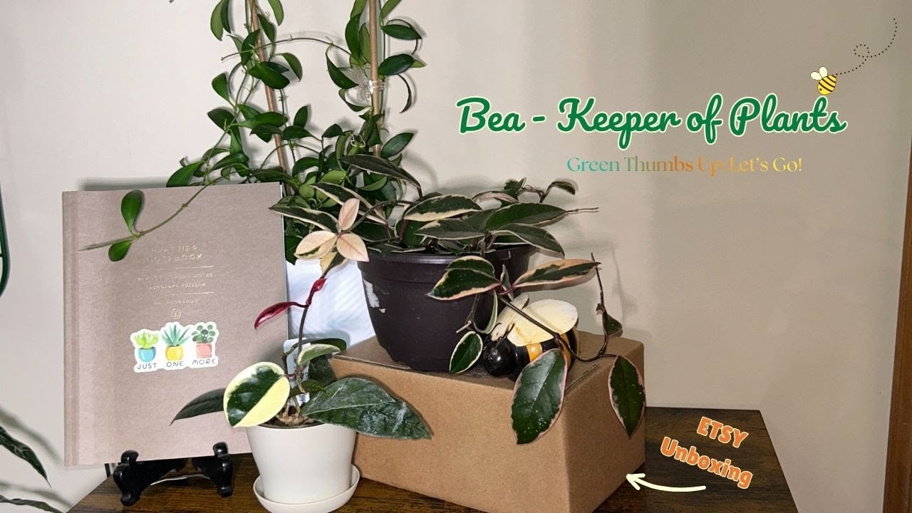 𝗘𝗧𝗦𝗬 𝗨𝗡𝗕𝗢𝗫𝗜𝗡𝗚! 𝟖 𝐇𝐨𝐲𝐚𝐬 𝐆𝐫𝐨𝐰𝐭𝐡 𝐔𝐩𝐝𝐚𝐭𝐞 + 𝐖𝐢𝐧𝐭𝐞𝐫 𝐌𝐚𝐭𝐞𝐫𝐢𝐚𝐥𝐬 𝐋𝐢𝐬𝐭 | 𝐆𝐞𝐭 𝐨𝐧 𝐛𝐨𝐚𝐫𝐝 𝐰𝐢𝐭𝐡 𝐭𝐡𝐞 𝐇.𝐎.𝐓. 🚂