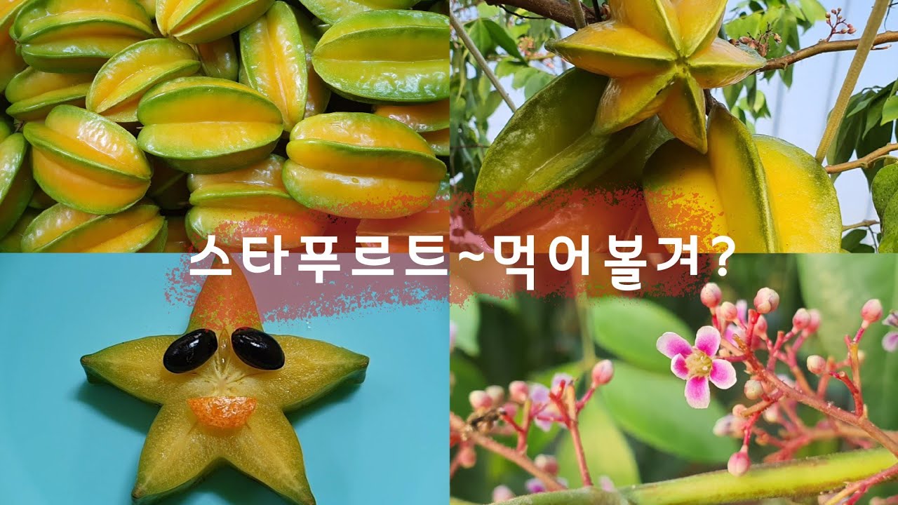 케로로가 좋아하는 전설의 별모양 과일/스타프루트(Star Fruit) 카람볼라/냥냥이들은별과일을 좋아할까/ 열대과일/스타후르츠 효능 - YouTube