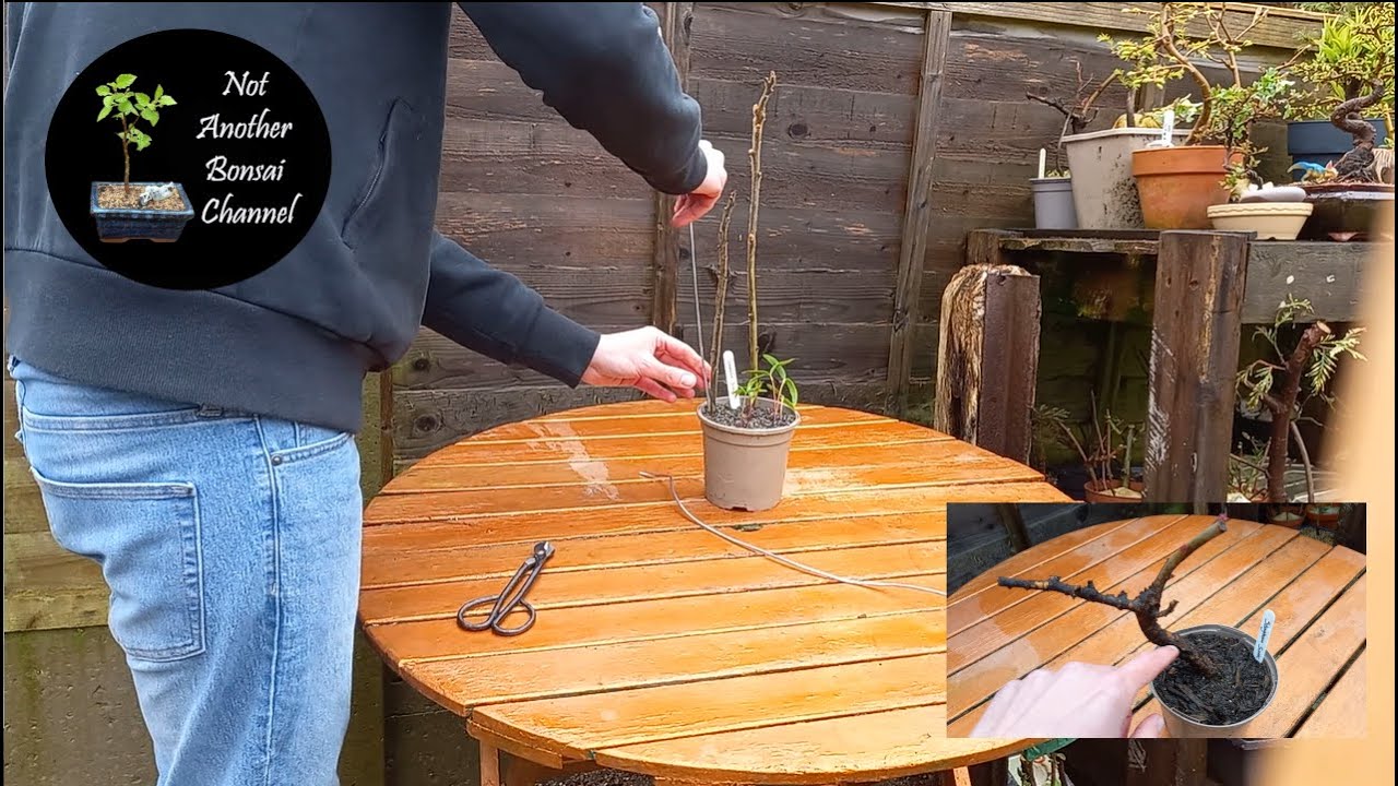 Can a Staghorn Sumac a Bonsai? Wiring in some movement YouTube