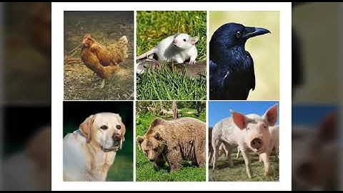 CC Cycle 2 Week 3 Science