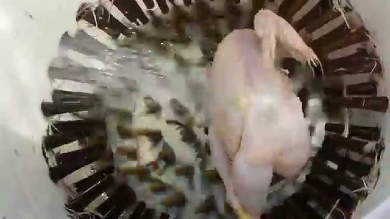 12 Horsepower automatic chicken plucker YouTube