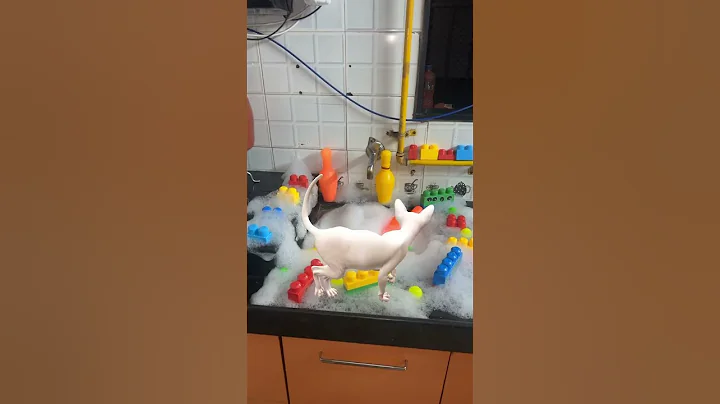 Watch the video about Cat🐈ghar Chalo🏠#cat #sphynx #catlovers #trending #funny #comedy #viralshort #shortsfeed #shorts