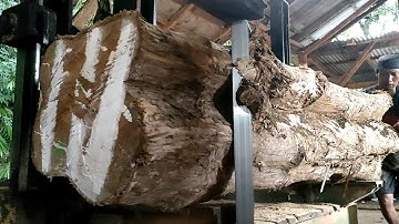 Monster... Terrifying hundreds of years old teak wood in a sawmill