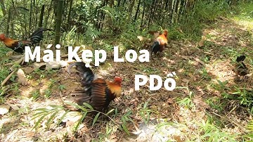 BẪY GÀ RỪNG BẰNG MÁI MỒI KẸP LOA