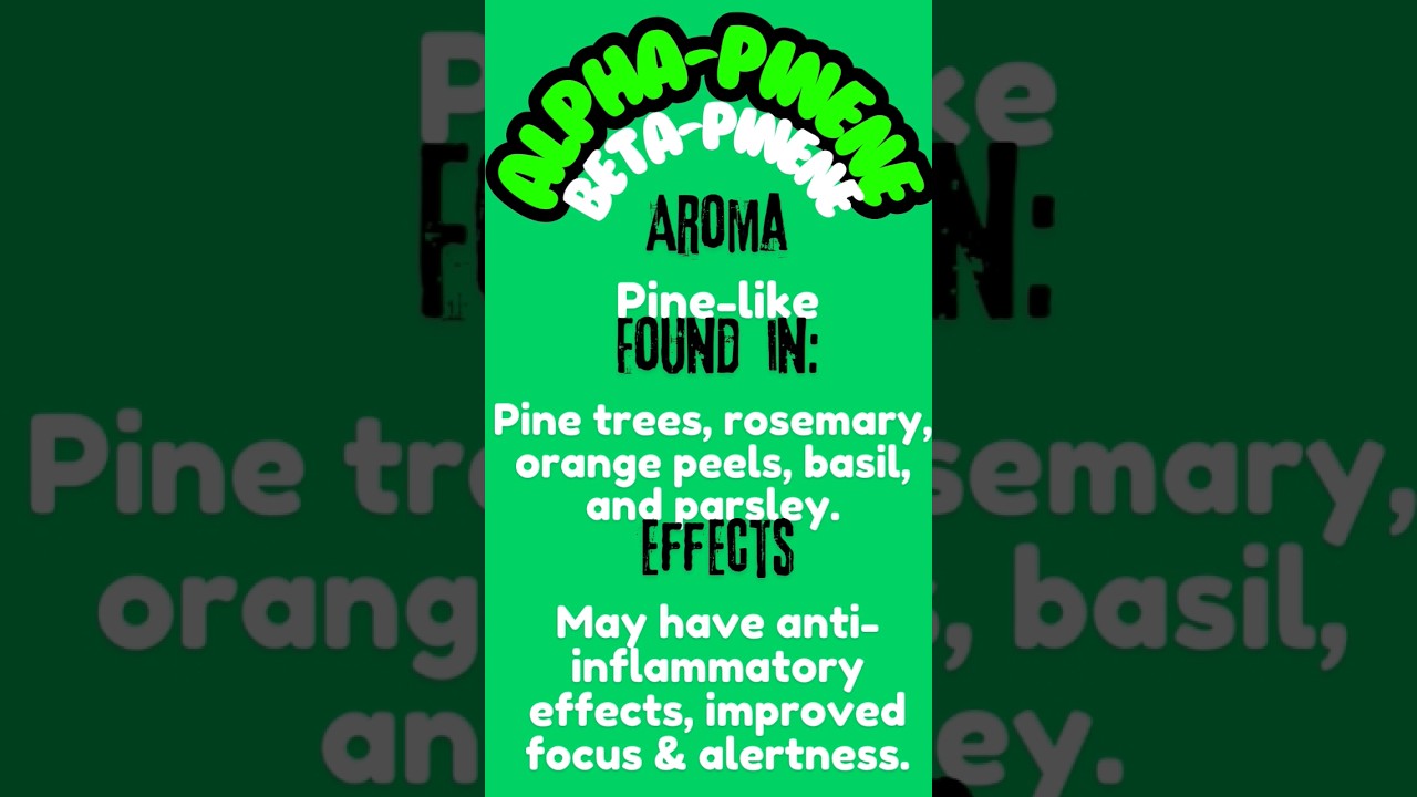 Terp Magic ✨ 🪄The more you know!  