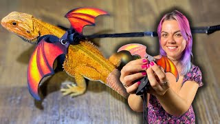 Unboxing DRAGON WING leash 🐉 for bearded dragons