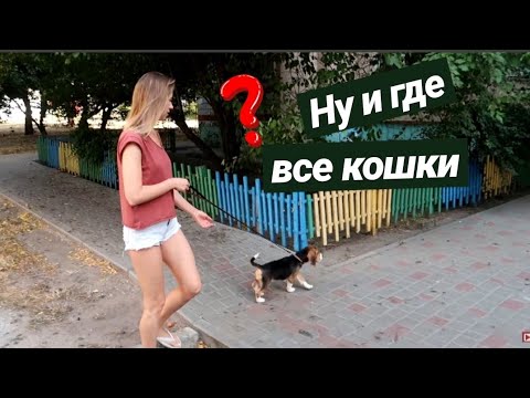 ПРИУЧАЮ ЩЕНКА К ПОВОДКУ / ПЕРВАЯ ПРОГУЛКА НА УЛИЦЕ