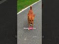 #dogloversmax #streetdogs #doglife #doğubeyazıt #dogueiros