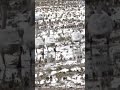 秋田県田んぼを根城とする、白鳥の大群の生声#shorts