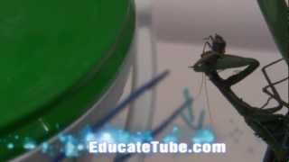Praying Mantis eating beetle bug manually hand feeding - Amazing insect! Cool Insect Bug Pet