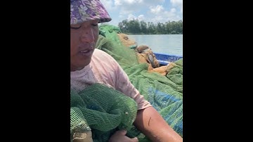 An Giang Mùa Nước Nổi Kéo Lưới Dính Cá Chép Vàng