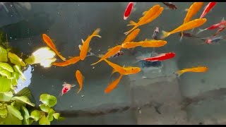 Flock of fish wading in aquarium #fish #wading #flock