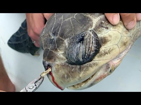 कैसे इस कछुए को मरते हुए बचाया गया | Sad But True Stories Of Turtles (Amazing Stories)