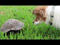 Saving worlds fastest turtle