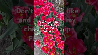 #tulips #tulipfestival #shortvideo #fyp #beautifulnature #nature #foryoupage #foryou