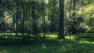 Forest Loop screenshot 2