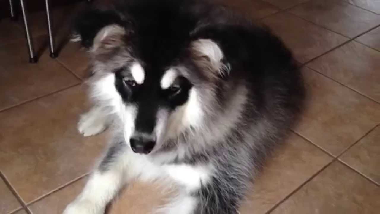 2014-09-02 - 5 month Giant Alaskan Malamute doing tricks ...