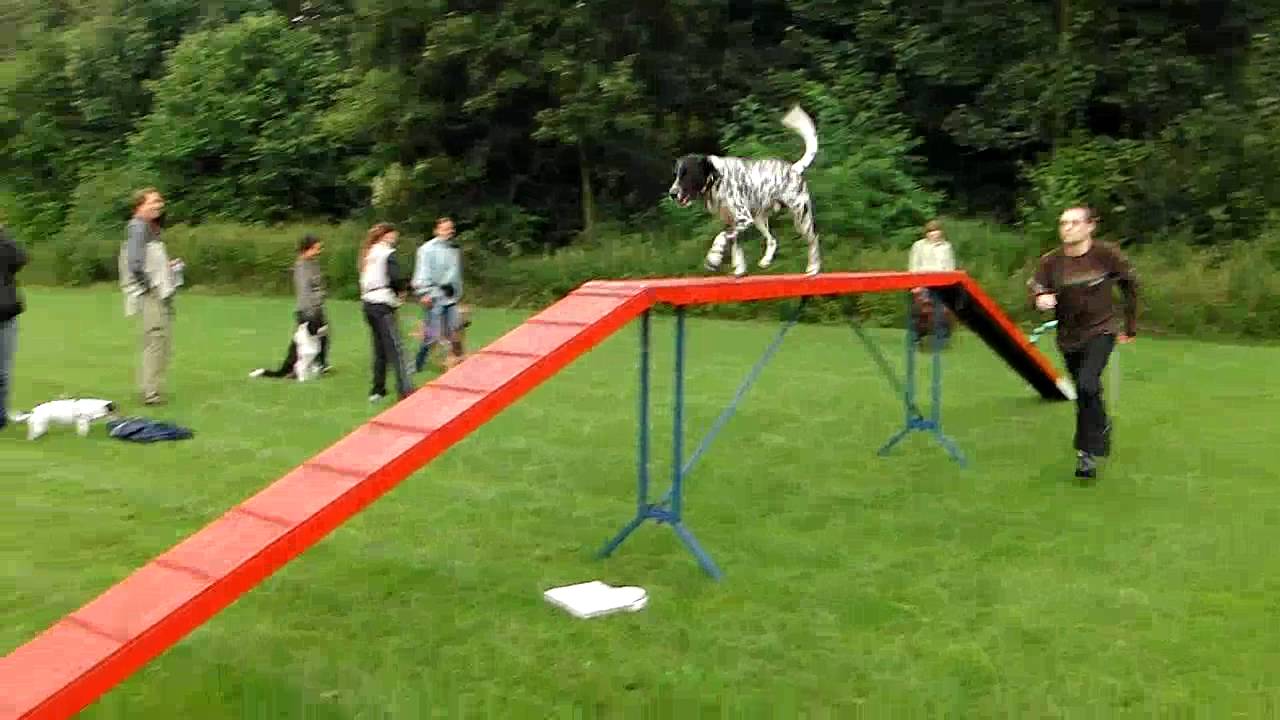 Storm Agility(kattenloop) Hondenschool Speed Almere d.d. 02-08-2010