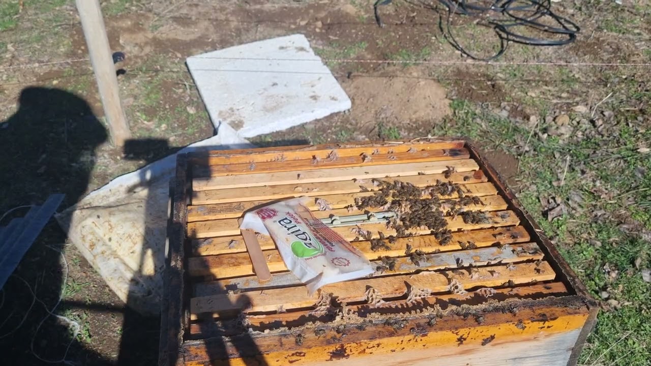 Karpat ve karniyol arilarimizin kış çıkışı 