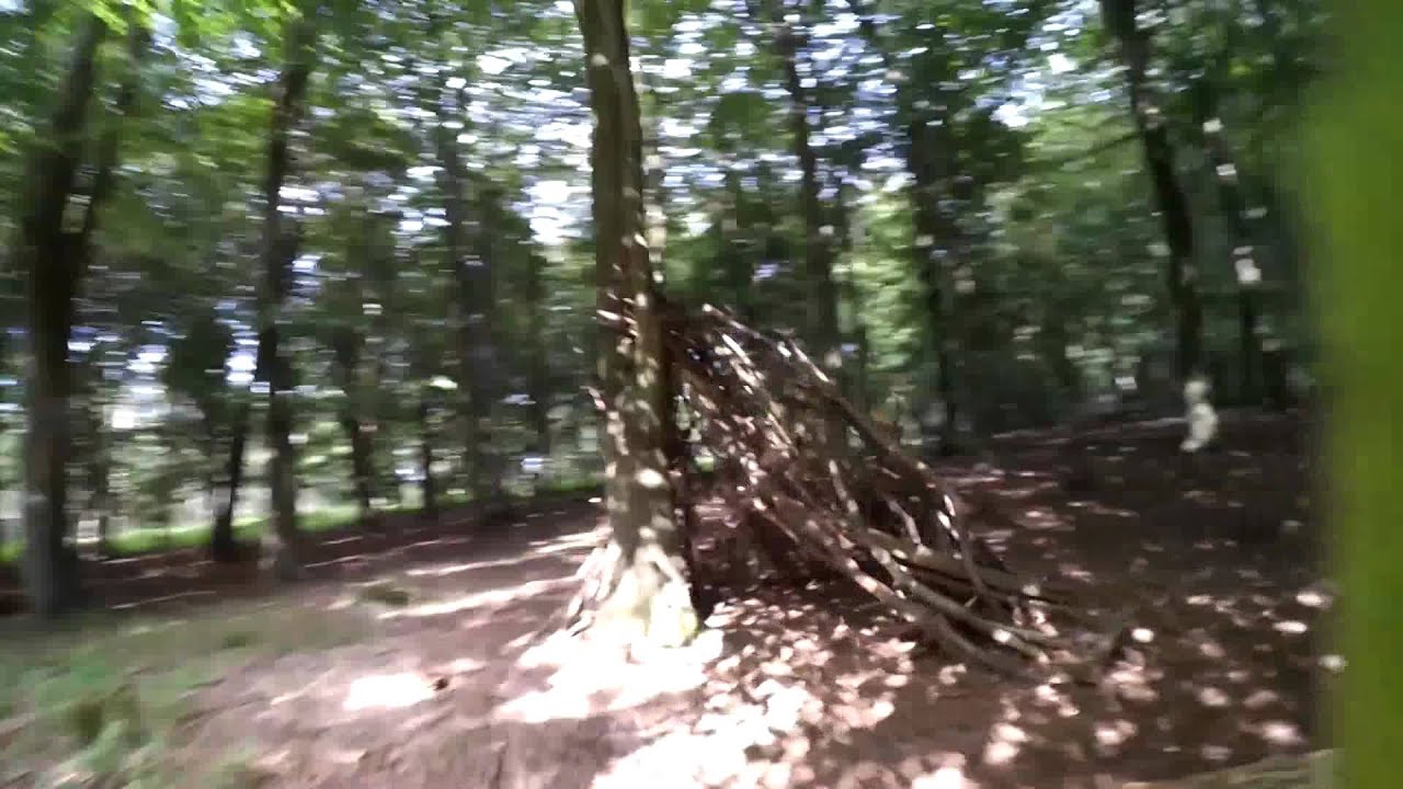 Cruising in woods Cruising in woods