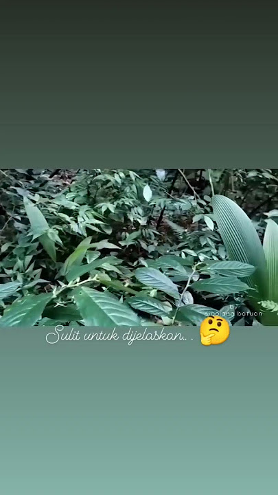 Fenomena Alam. Daun bergerak sendiri 🤔