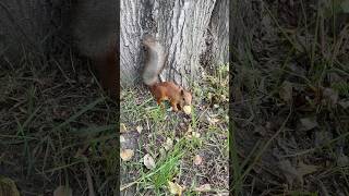 Боюсь, когда белка у дороги #белка #белки #белочка #бельчонок #squirrel #squirrels #парк #лес