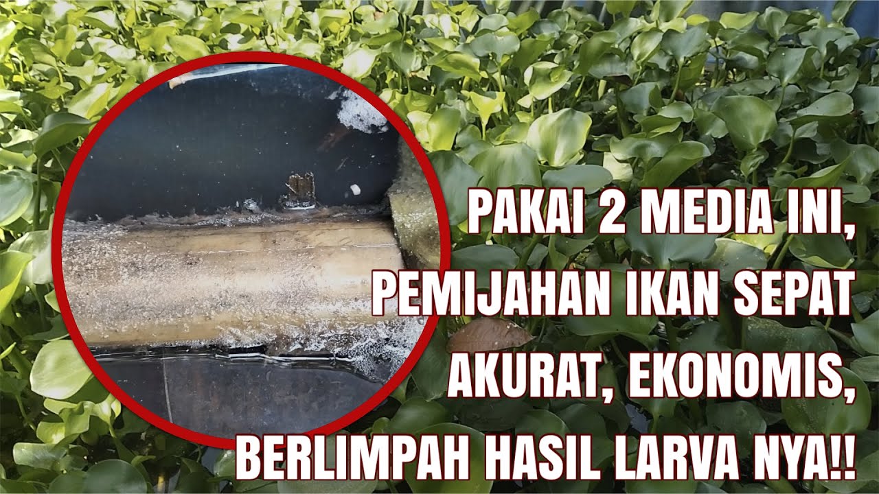 ENCENG DONDOK, DAUN PISANG KERING, PALING AKURAT PEMIJAHAN IKAN SEPAT!!!😱