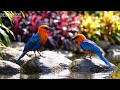 🔴 24/7 LIVE: Peaceful Bird Sounds & Piano 🎹 Deep Relaxing Music for Calm Mind
