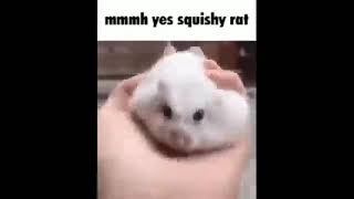mmmh yes squishy rat