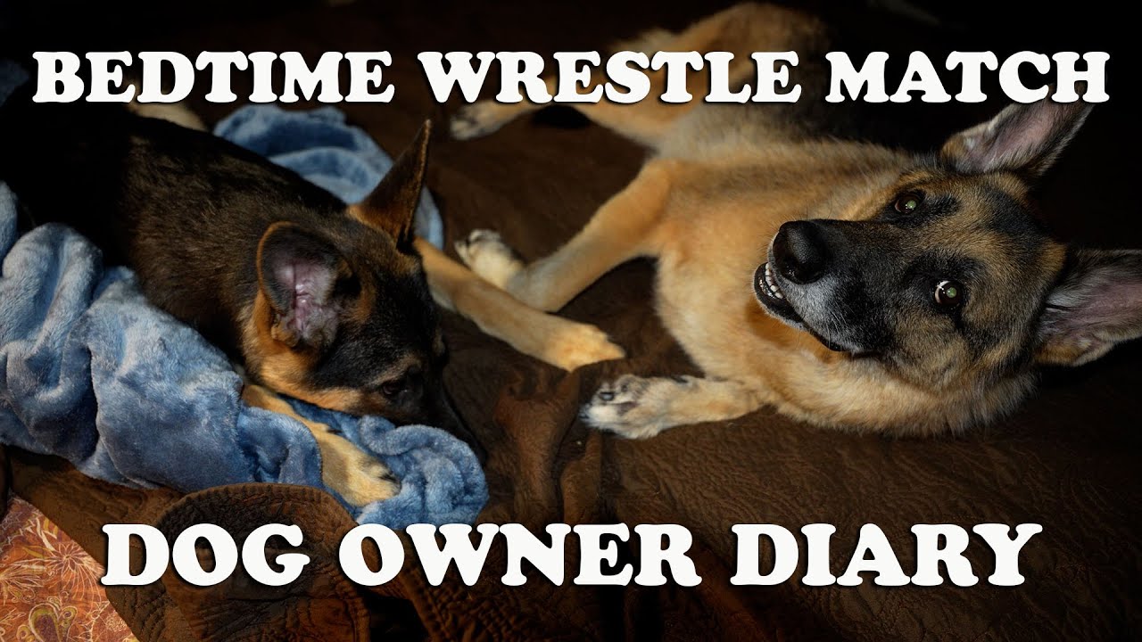 puppy-bedtime-wrestle-match-a-dogs-life-video-youtube