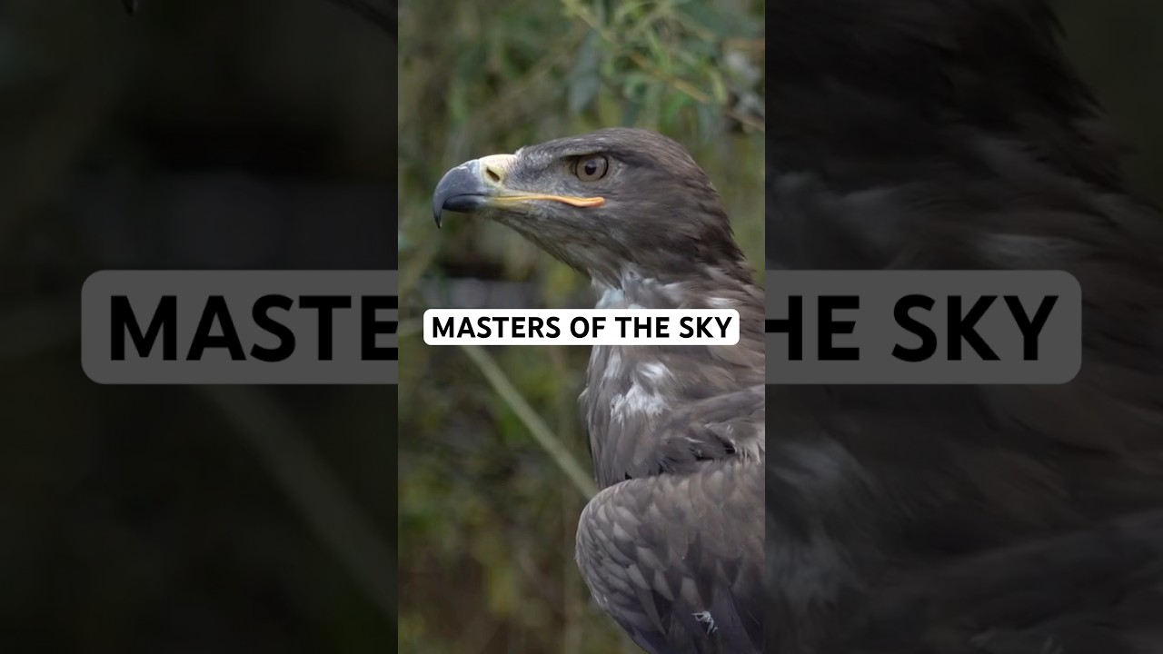 Eagles in Flight – The Masters of the Sky 🦅☁️
