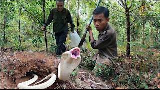 A heart-pounding capture of five highly venomous, exotic snakes in the dense jungle.