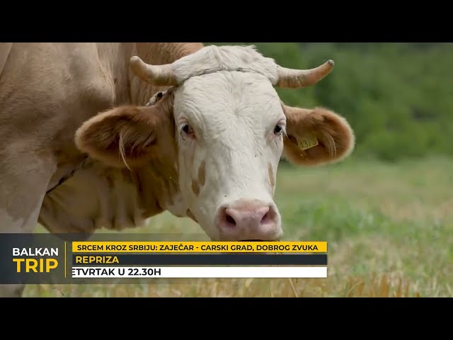 GLEDAĆETE: ZAJEČAR, CARSKI GRAD DOBROG ZVUKA u serijalu Srcem kroz Srbiju na Balkan Trip TV