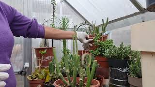 How Do I Propagate Ceropegia Dichotoma Plant