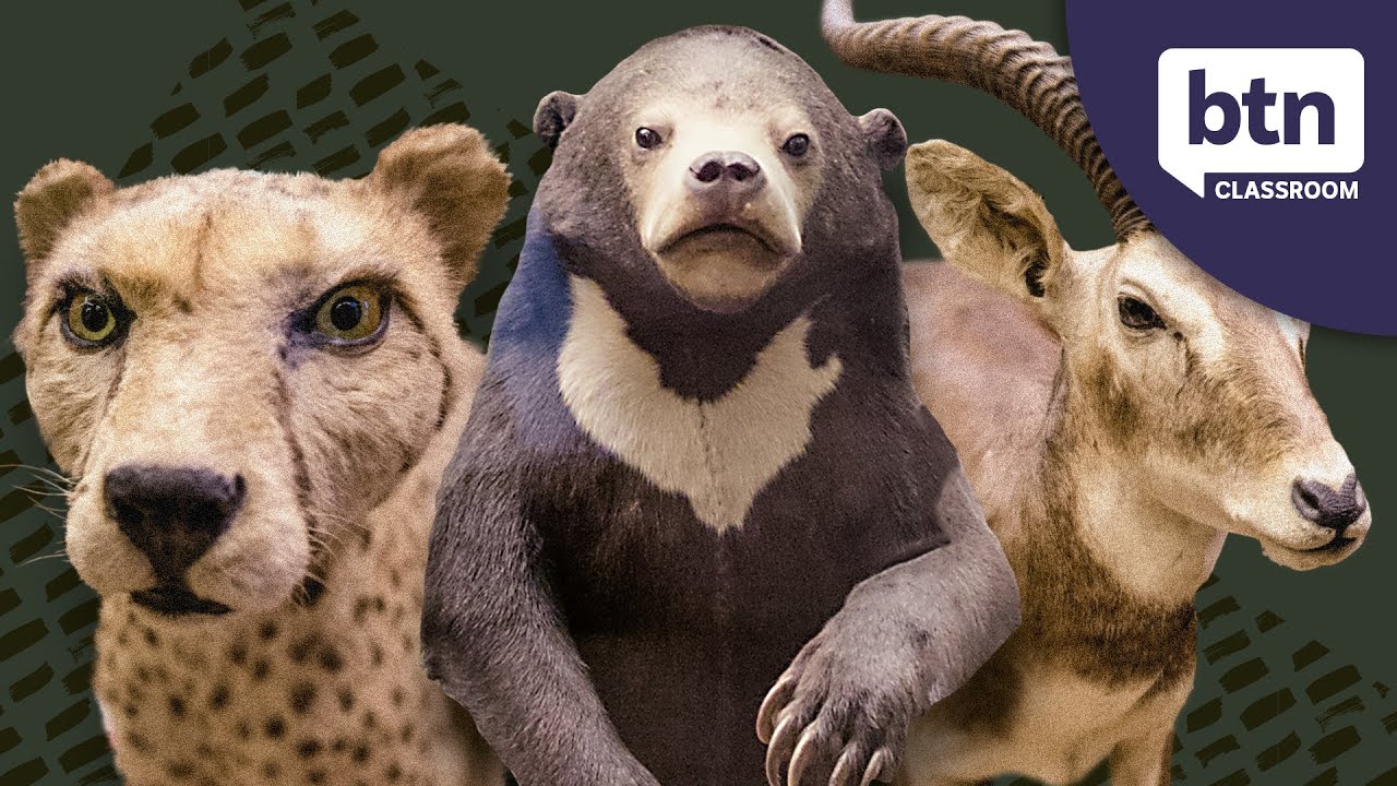 Taxidermy Animals - Behind the News