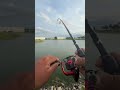 mondo carp #fishing #carpfishing #carp #fish #fishinglife