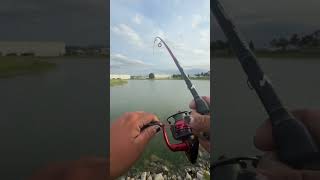 mondo carp #fishing #carpfishing #carp #fish #fishinglife