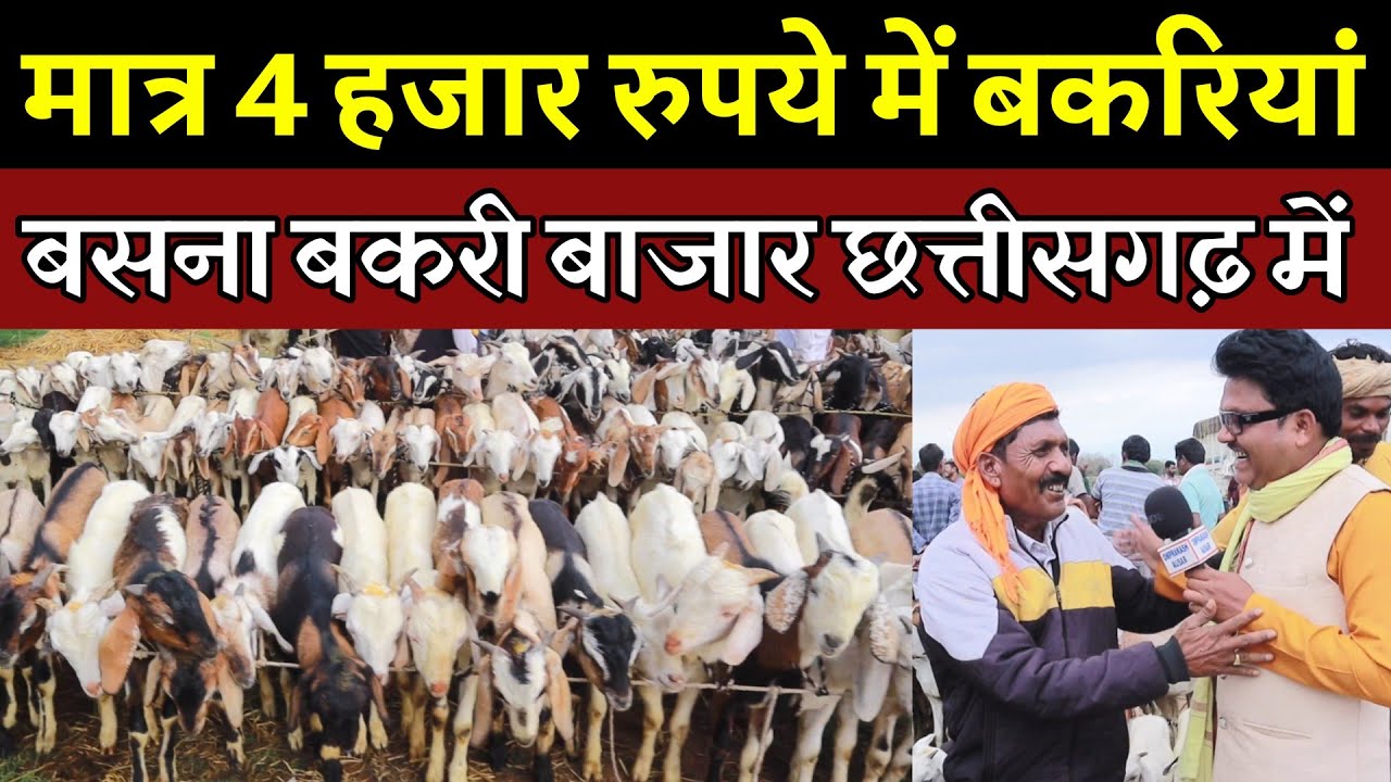 मात्र 4 हजार में बकरियां बसना बकरी बाजार छ०ग० में। SASTA BAKRI BAZAR BASNA BAKRI MANDI CHHATTISGARH
