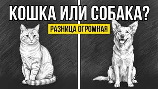 Cats vs. Dogs: 17 Differences Dog Owners Don't Talk About!