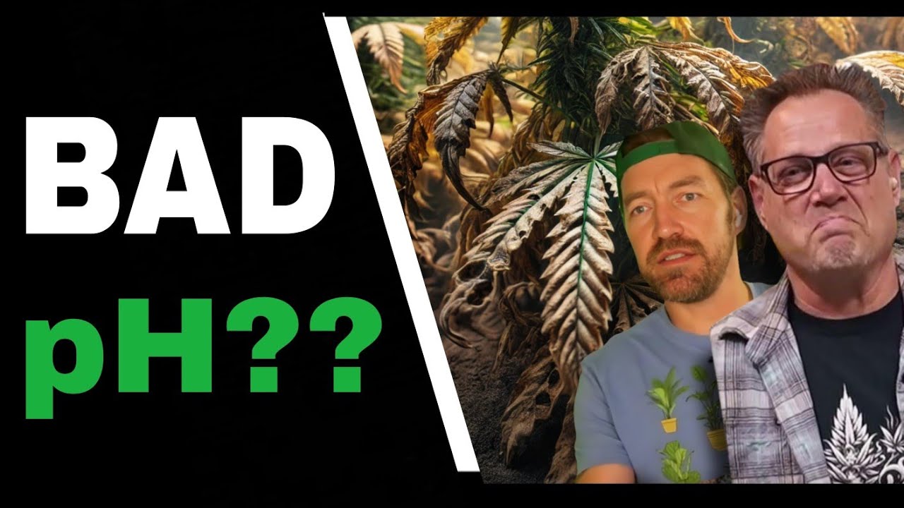 Исправьте плохой уровень pH и ускорьте рост каннабиса с помощью этого простого трюка