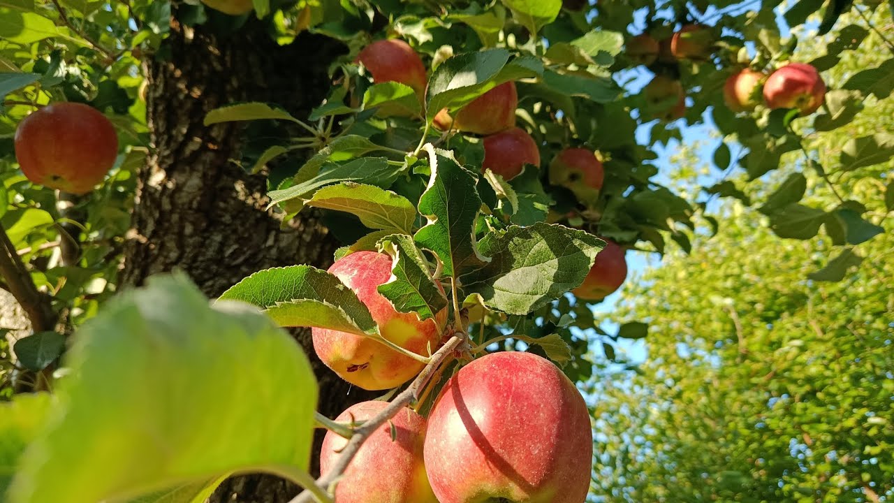 Щеплення яблуні на грушу + результат