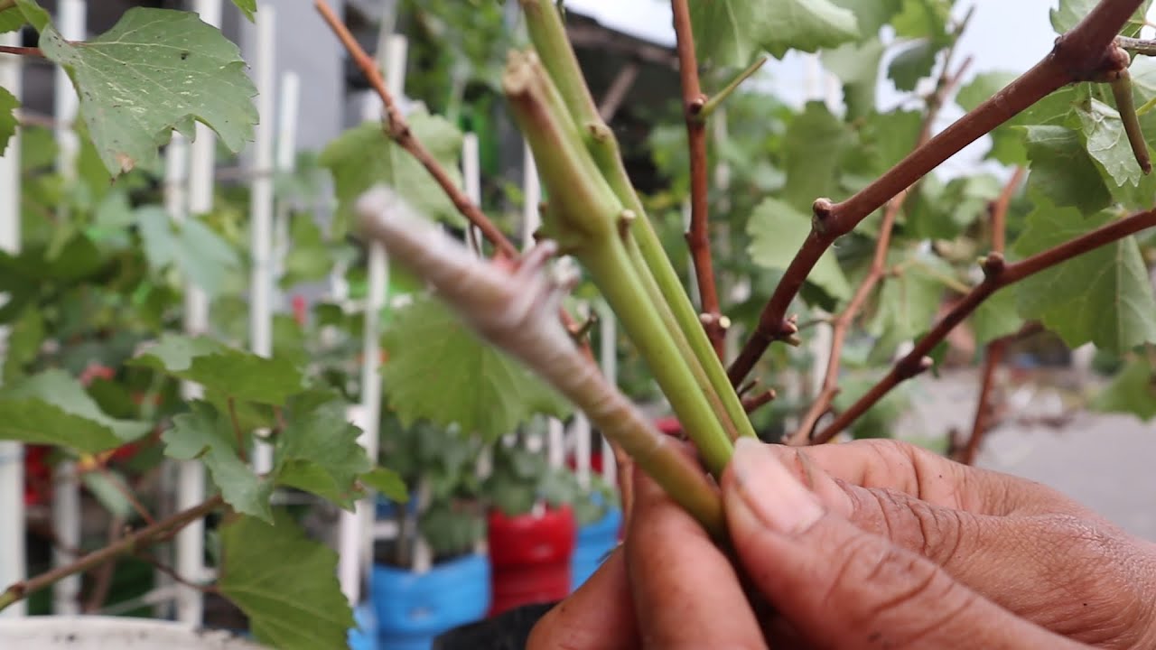 BELAJAR CARA SAMBUNG PUCUK ANGGUR IMPORT