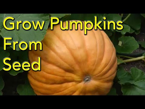 Video: When to plant pumpkin seedlings in 2021 in the middle lane