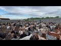 Rebanho de 1400 cabras , nativas do Brasil , em pleno nordeste seco .