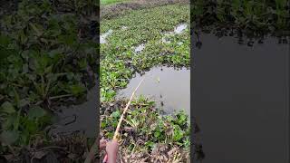 Little Boy Catching Big Fish in River Flowing Water #fishing