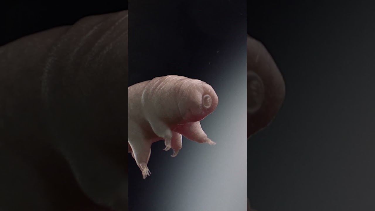It's a battle for the toughest! Water Bear vs. Giant Tube Worm!