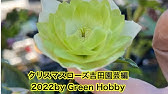 クリスマスローズ 植え替え実践動画 ローザンベリー多和田 Youtube