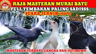 Download lagu masteran burung langka full tembakan paling sadissss‼️asli ngeriiii