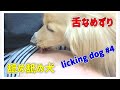舐め舐め犬ミルクの舌なめずり